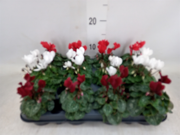 <h4>Cyclamen KL 'Verano'</h4>