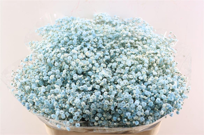 <h4>Gyps Pa. Blue Light</h4>
