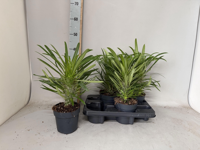 <h4>PACHYPOD LAMEREI</h4>