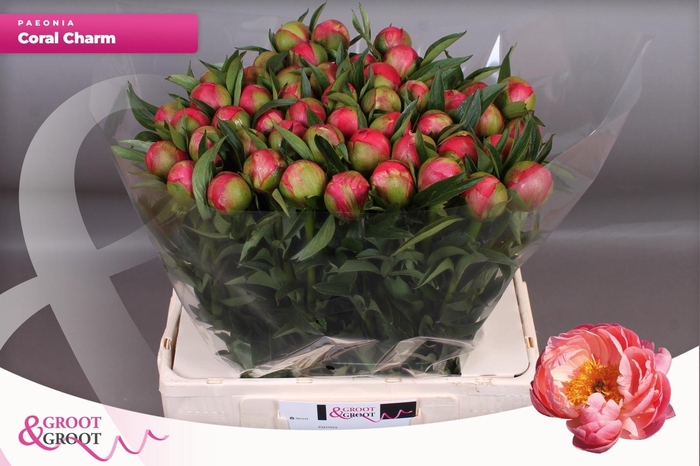 <h4>PAEO  CORAL CHARM</h4>