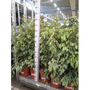 Ficus benja. 'Golden King'