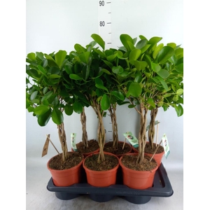 Ficus microcarpa 'Moclame'