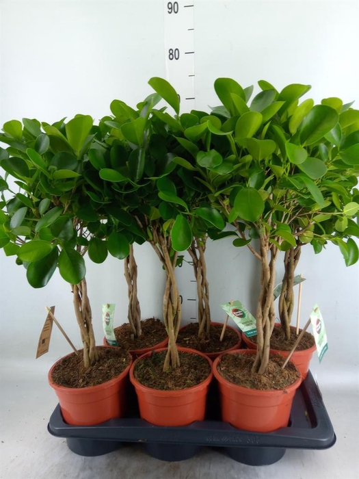 <h4>Ficus microcarpa 'Moclame'</h4>