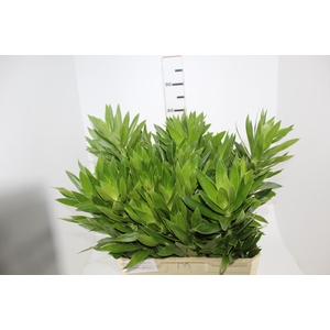 FOLHAGEM DRACENA PLEOMELE VERDE