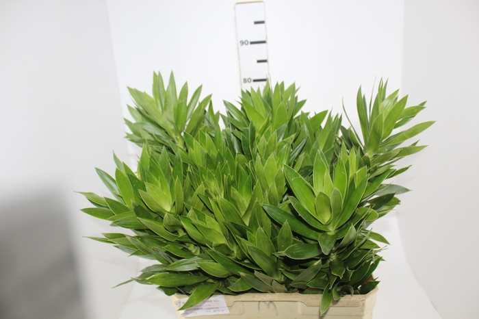 FOLHAGEM DRACENA PLEOMELE VERDE