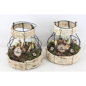 arr4 Narcis PL - Mand metaal windlicht