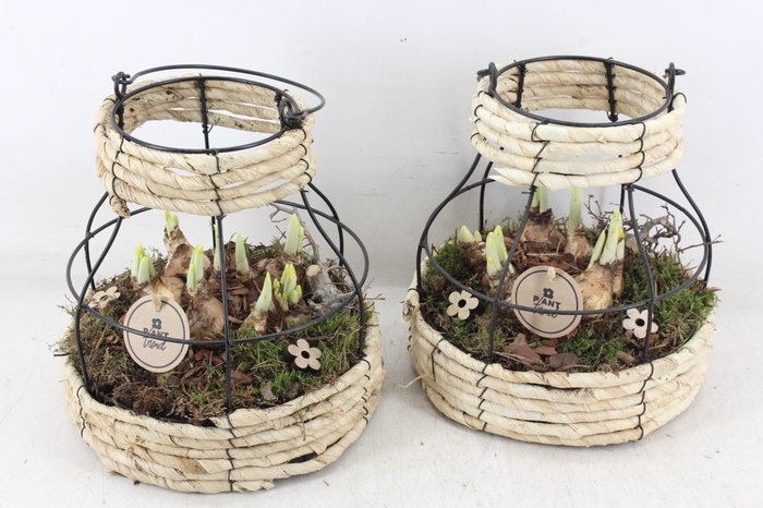 <h4>arr4 Narcis PL - Mand metaal windlicht</h4>