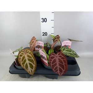 Anthurium   ...