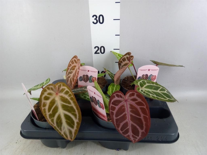<h4>Anthurium   ...</h4>
