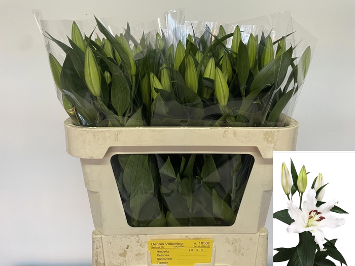 <h4>LI OR HELVETIA</h4>