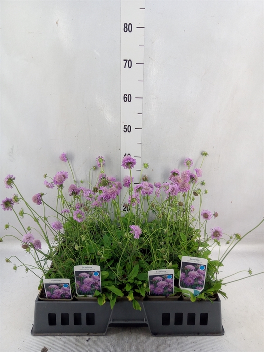 <h4>Scabiosa columb.</h4>