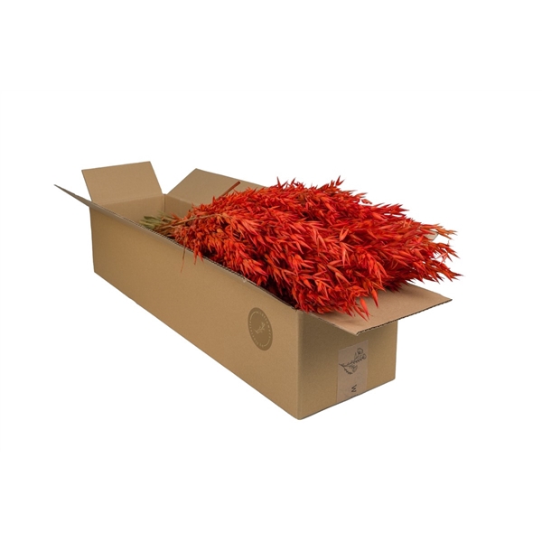 <h4>Droogbloemen-Haver Burnt Orange</h4>