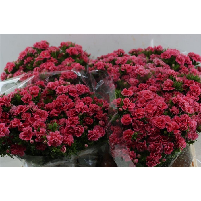 <h4>Di Barb Doblino Pink</h4>