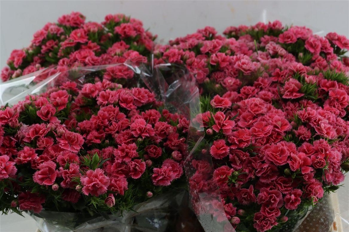 <h4>Di Barb Doblino Pink</h4>