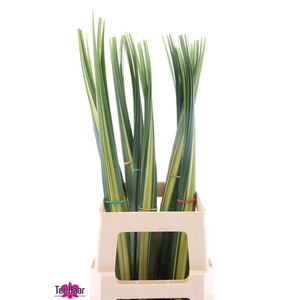 Pandanus (blad)