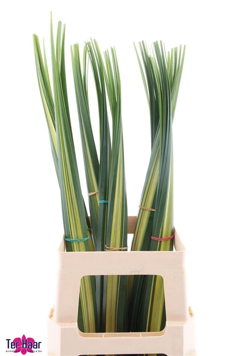 <h4>Pandanus (blad)</h4>
