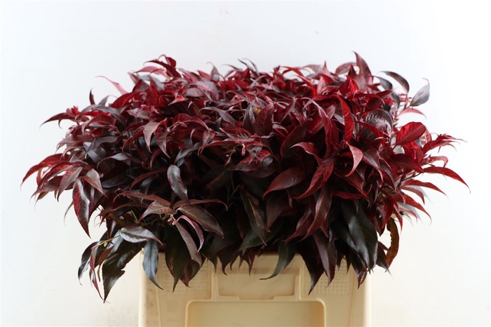 <h4>Leucothoe Rood</h4>