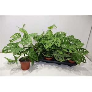 Monstera Adansonii