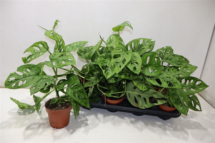 <h4>arr8 Monstera Adansonii</h4>