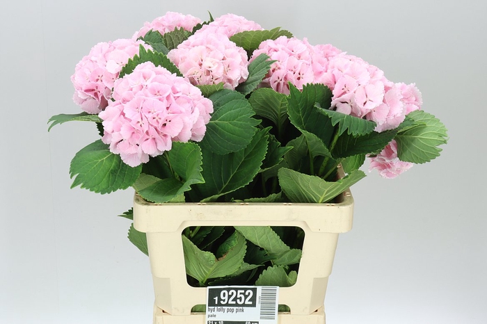 <h4>Hyd Lolly Pop Pink Pale</h4>