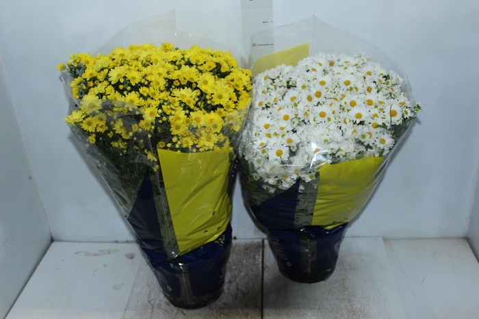 <h4>CRISANTEMO BOLA BELGA P20</h4>