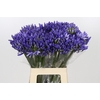 Agapanthus EYFORI Blue