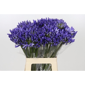 Agapanthus EYFORI Blue