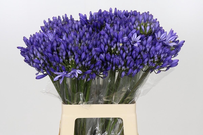 <h4>Agapanthus EYFORI Blue</h4>