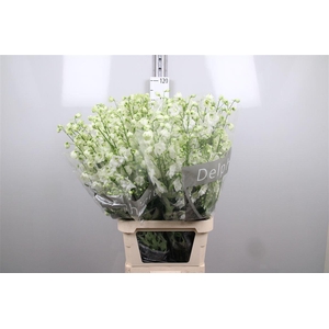 Delph Du Centu White