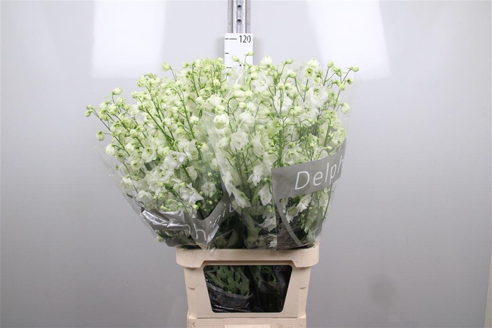 <h4>Delph Du Centu White</h4>