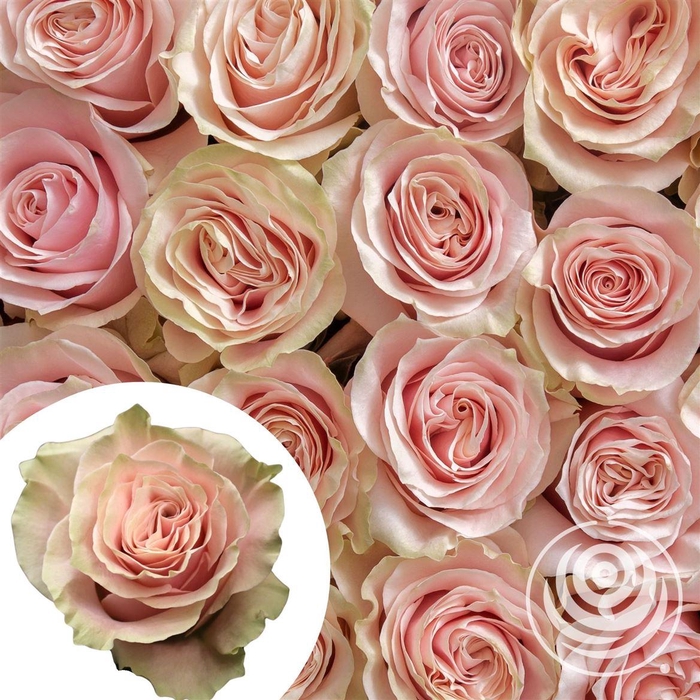 <h4>R Eq Pink Mondial</h4>