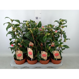 Camellia reticulata 'Mary Williams'