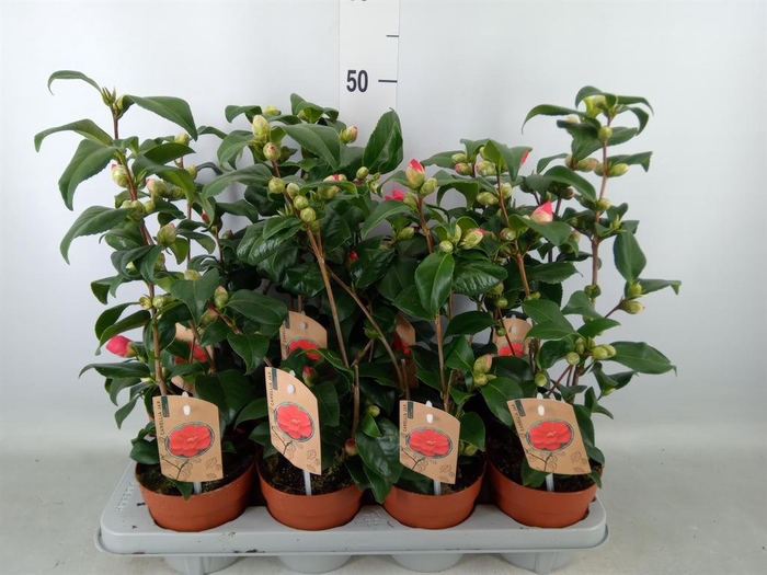 <h4>Camellia reticulata 'Mary Williams'</h4>
