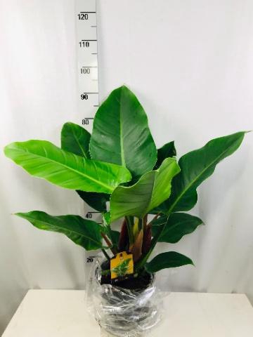 <h4>PHIL IMPERIAL GREEN</h4>