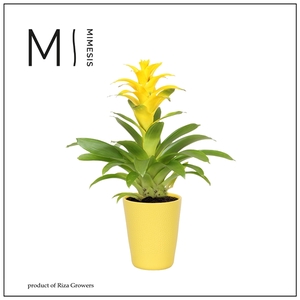 Mimesis Guzmania Diana - 13 cm in Florence