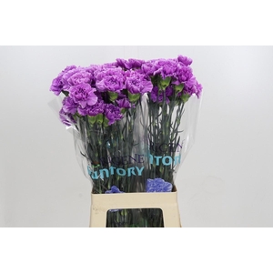 Dianthus St Florigene Moonlite