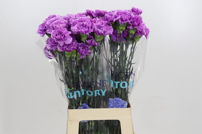 <h4>Dianthus St Florigene Moonlite</h4>