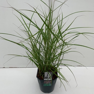 Graminées Miscanthus 'Ferner Osten'