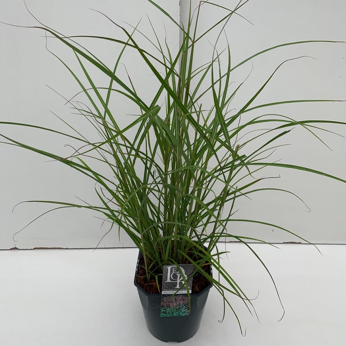<h4>Graminées Miscanthus 'Ferner Osten'</h4>