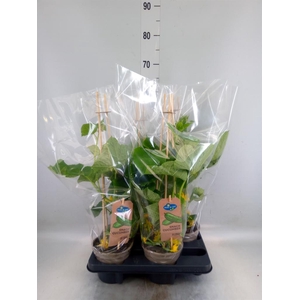 Cucumis sativus   ...