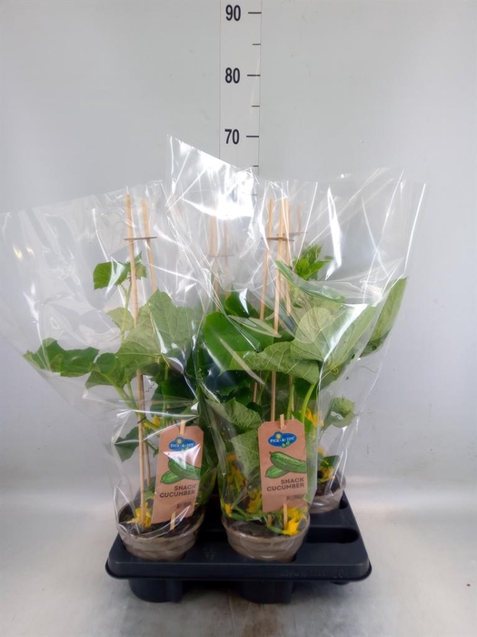 <h4>Cucumis sativus   ...</h4>