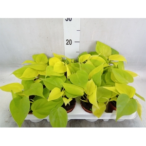 Philodendron   ...