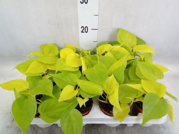 <h4>Philodendron   ...</h4>