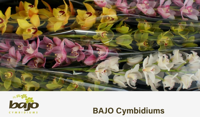 <h4>CYMB T GEM</h4>