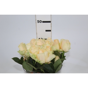 ROSA PEACH AVALANCHE 040 CM ESTUFA
