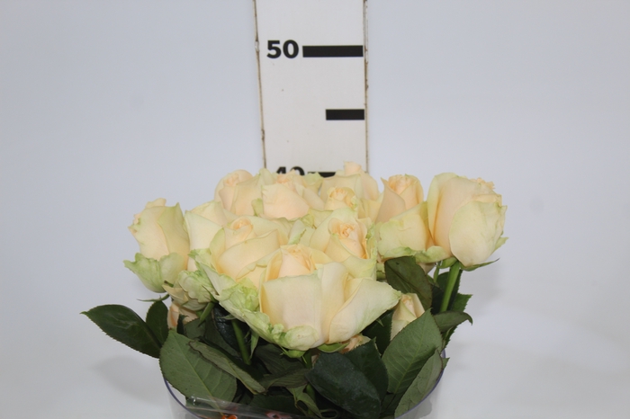 <h4>ROSA PEACH AVALANCHE 040 CM ESTUFA</h4>