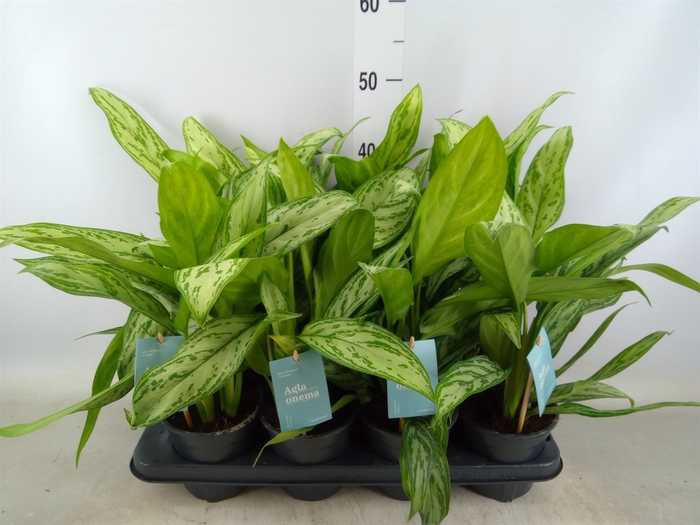 <h4>Aglaonema comm. 'Silver Queen'</h4>