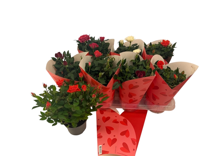 <h4>RO KORDANA GEM</h4>