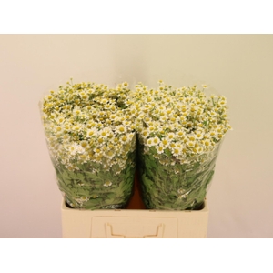 TANA PA SINGLE VEGMO