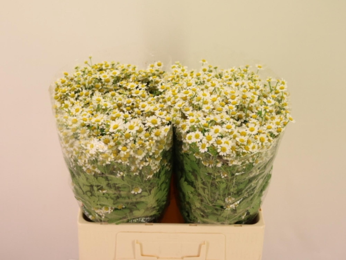 <h4>TANA PA SINGLE VEGMO</h4>